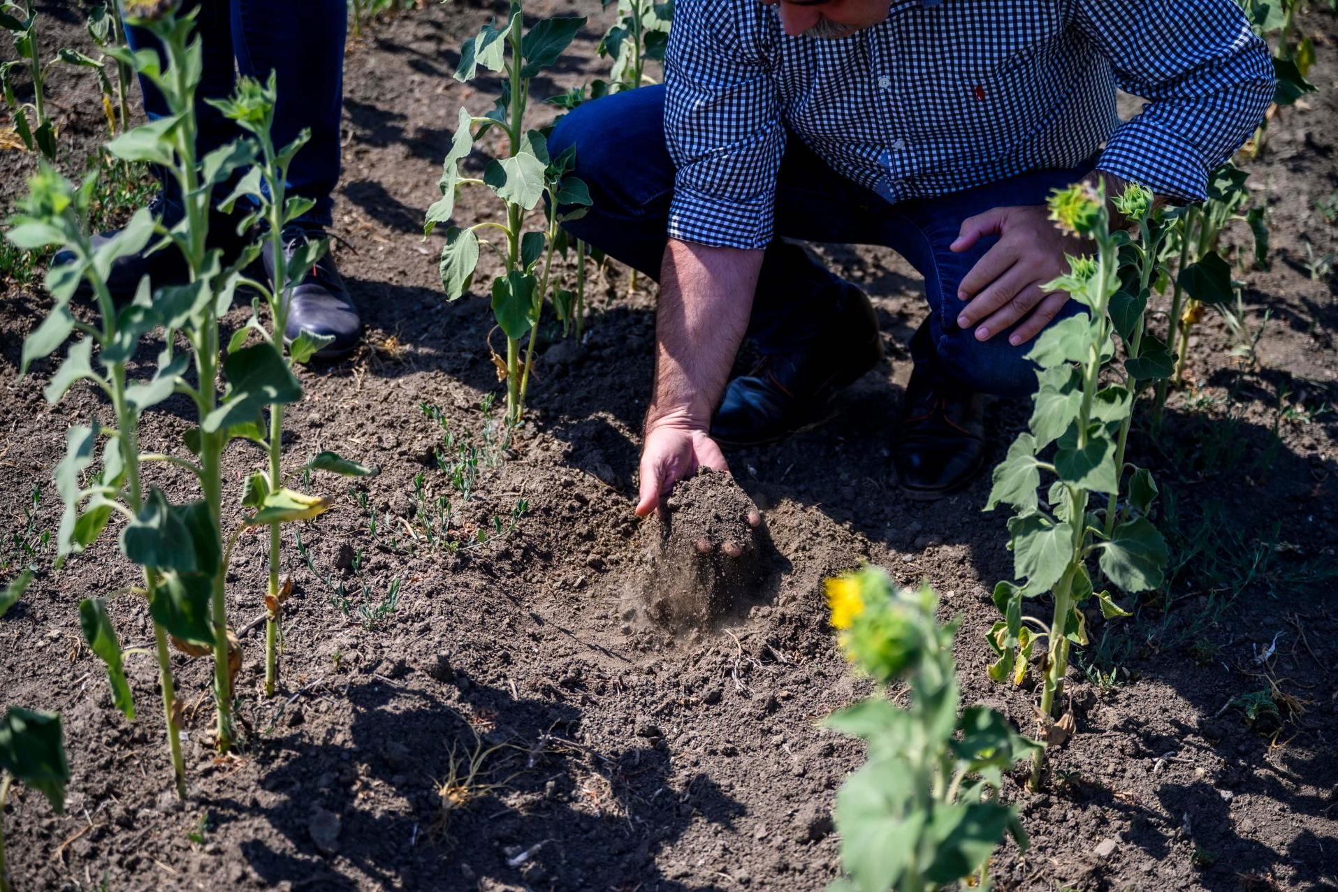 Az agrártárca minden lehetséges eszközzel támogatja a termelőket az aszálykár enyhítésében