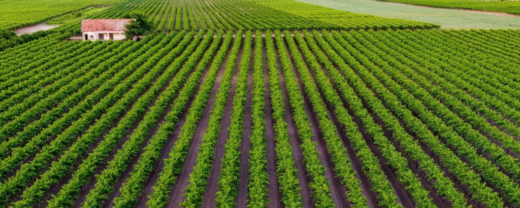 Bővített szüreti ellenőrzés a szőlőkben és a nagy pincészeteknél