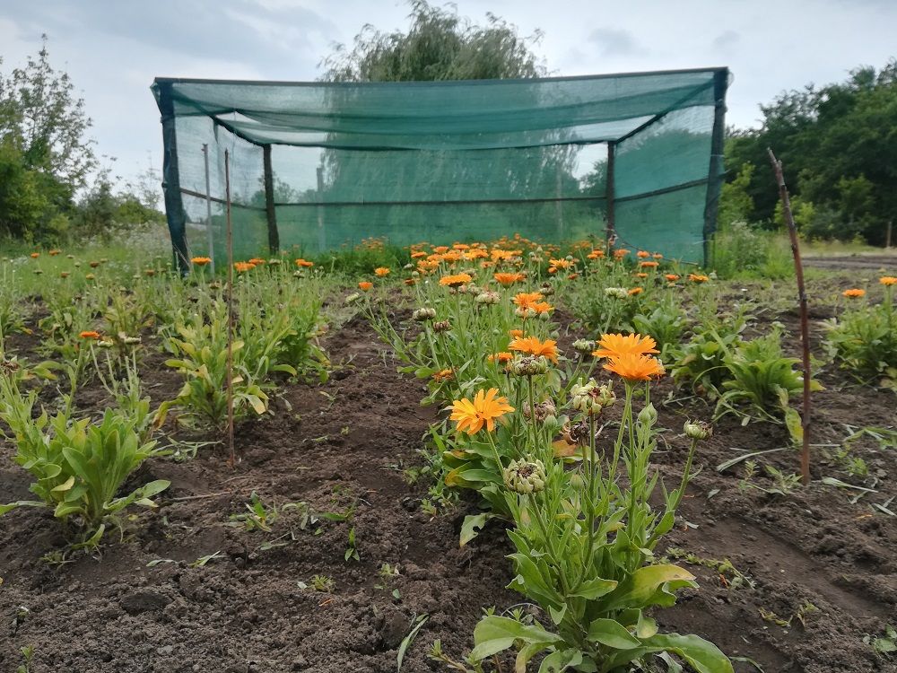 Új magyar kutatási eredmények segítik a gyógynövények agrárerdészeti termesztését