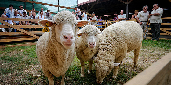 Hamarosan újra megnyitja kapuit a Farmer Expo