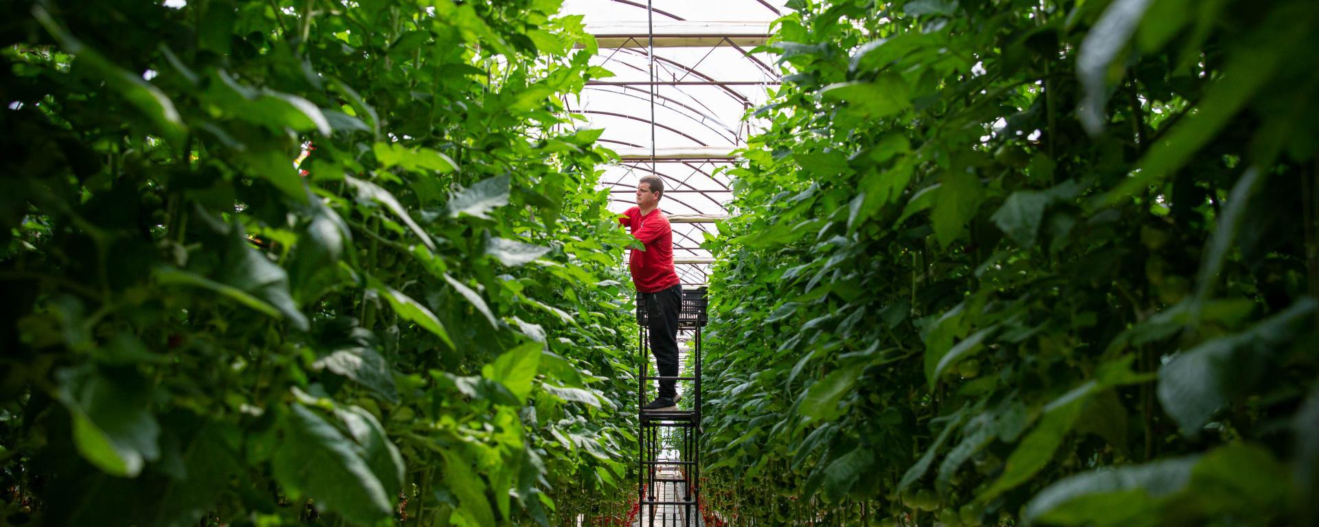 A megújuló vidék, megújuló agrárium kormányzati program lökésszerű hatást tudott gyakorolni a fejlesztésekre