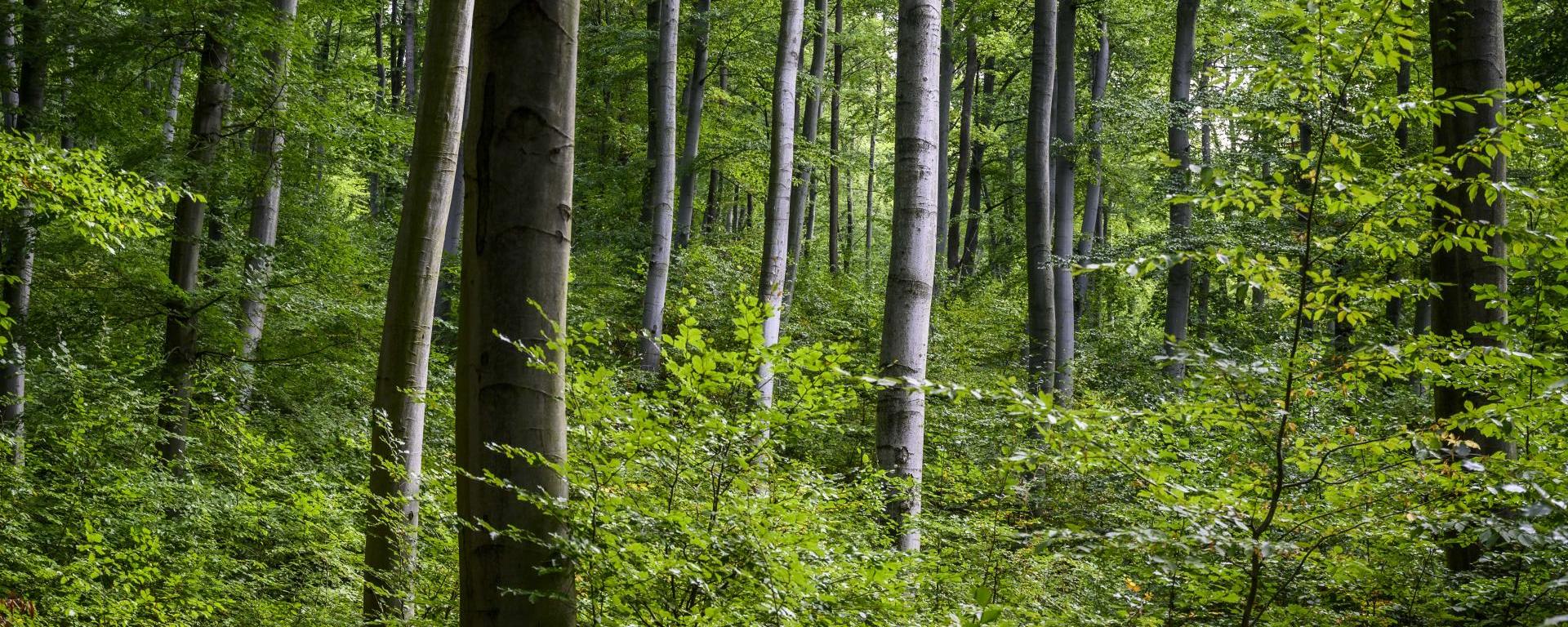 Fától az erdőig – új támogatási lehetőségek