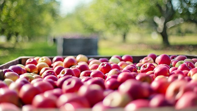 A terméskiesés ellenére nőtt hatalmasat a magyar agrárexport