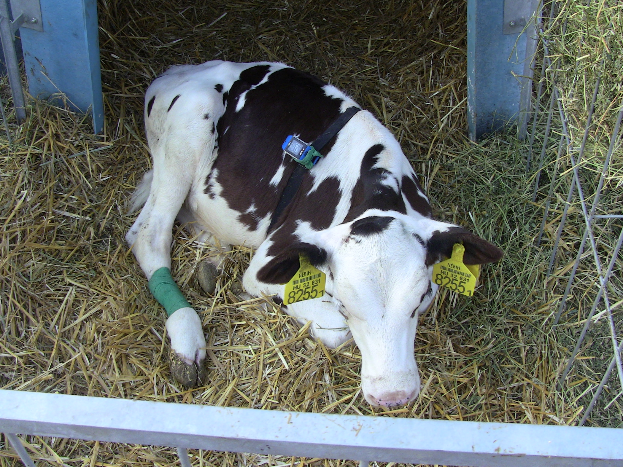 Hőségben is bevethető lesz a MATE és a Béke Agrár Kft. új szarvasmarha diagnosztikai rendszere