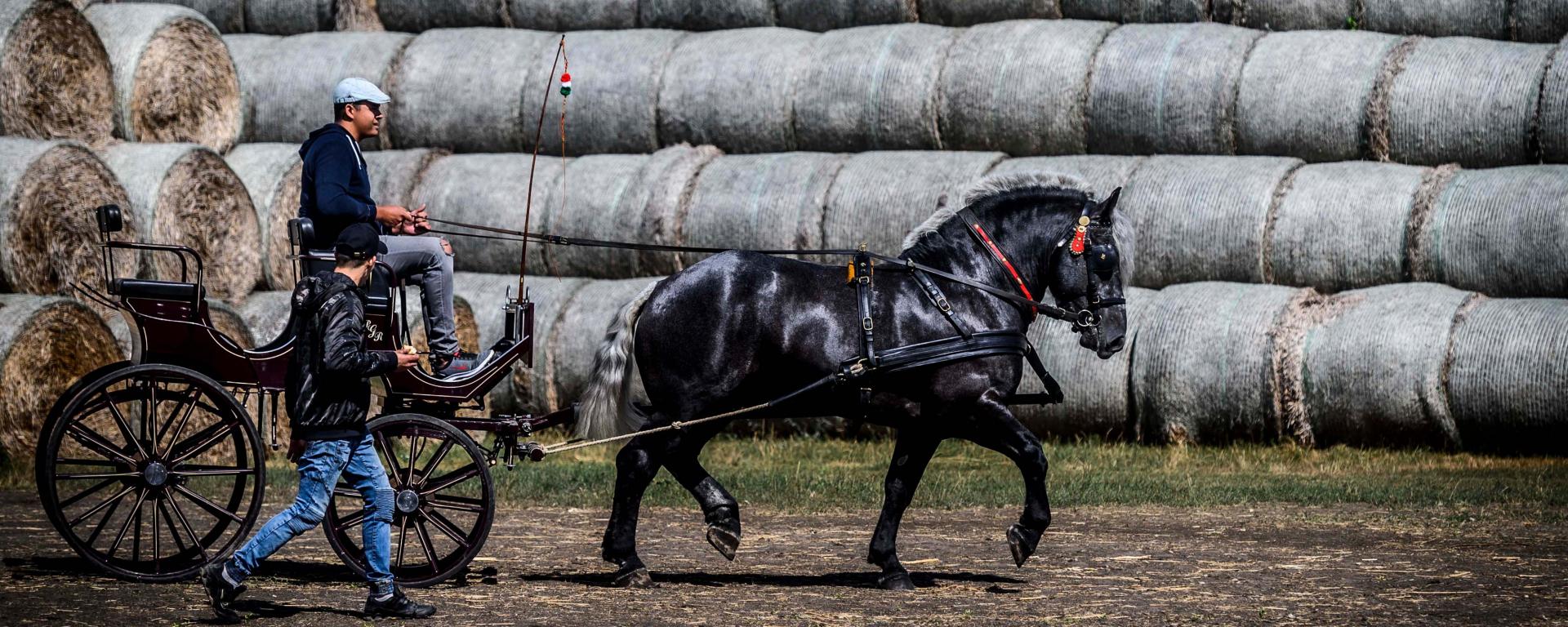 19 milliárd forint támogatás az őshonos állatfajták megőrzésére