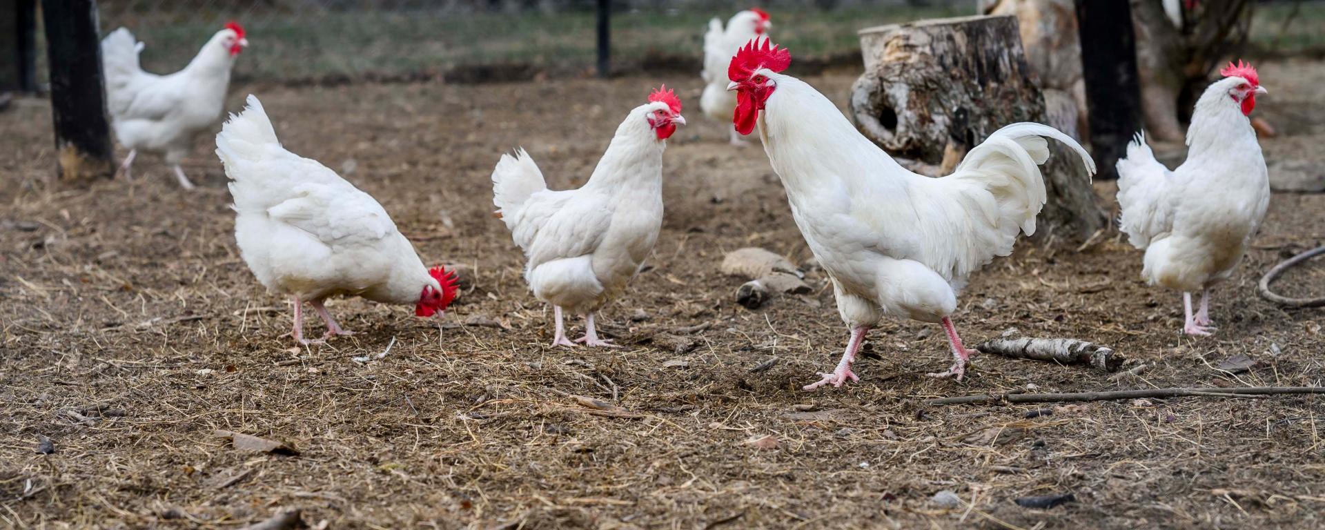 A GMO-mentes termelés a magyar agrárium fontos értéke