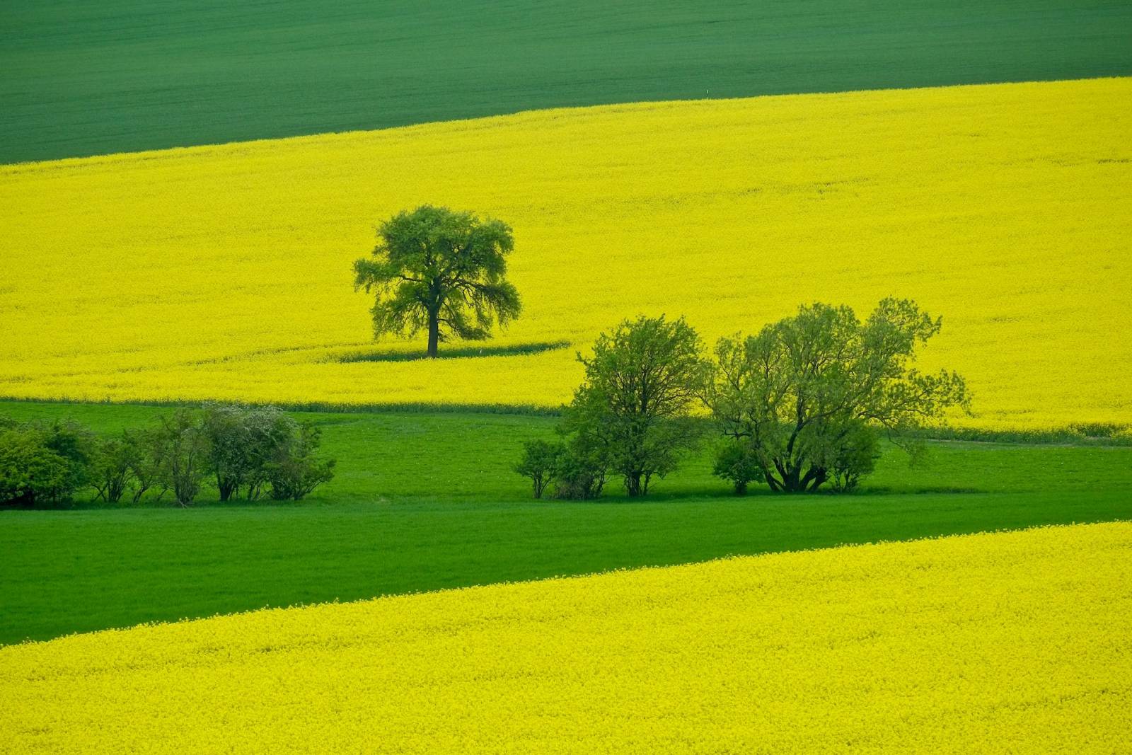 Bővülhet a repce vetésterülete az EU-ban