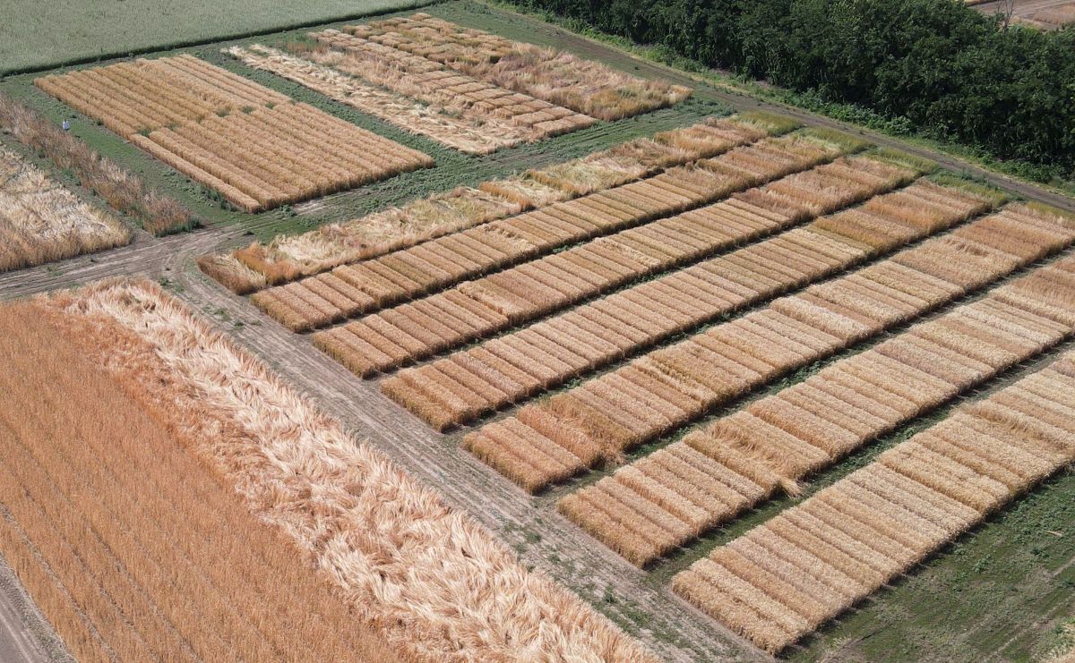 Kalászos kísérletek biogazdálkodóknak Martonvásáron