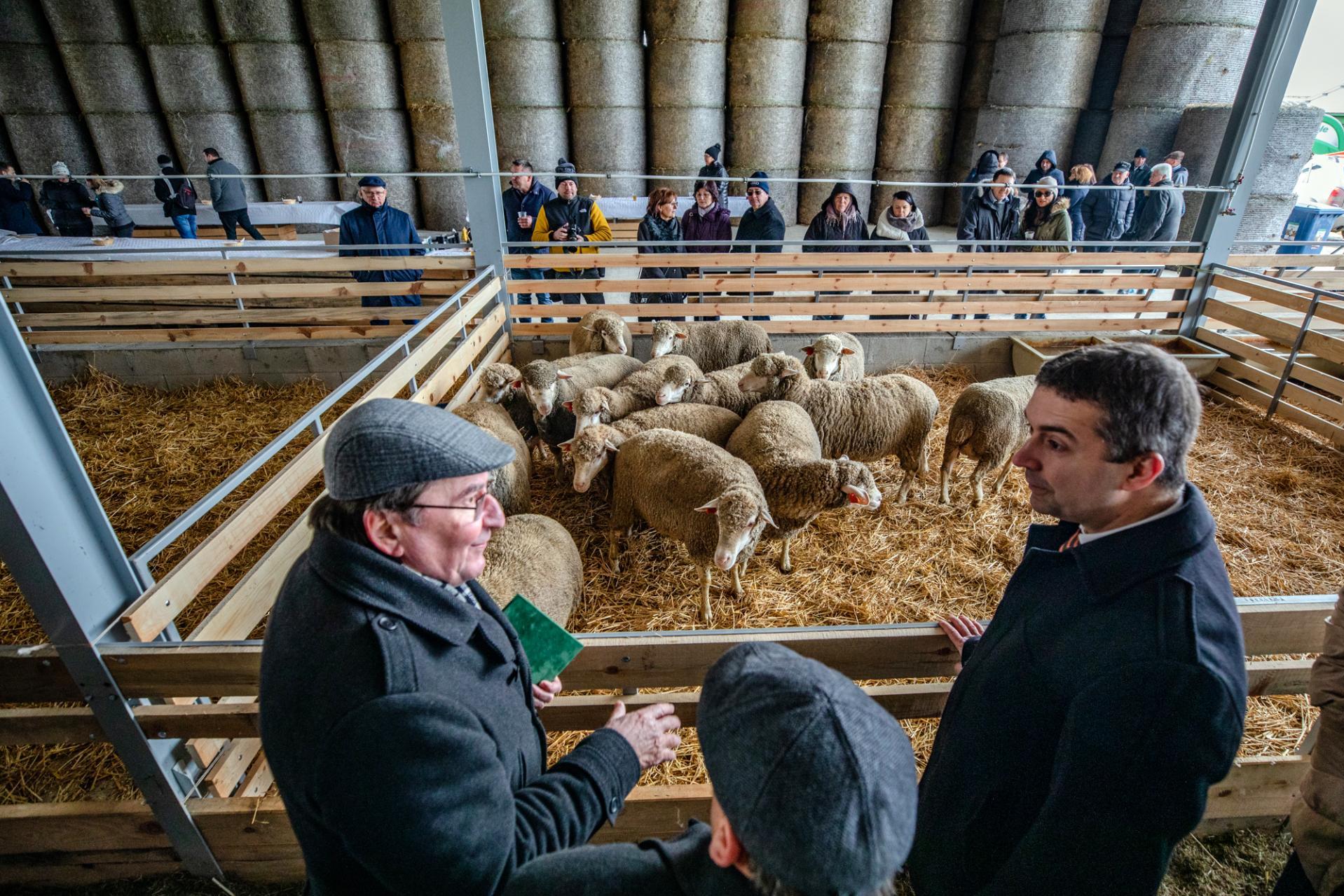 Érdemes juhtenyésztéssel foglalkozni, a báránynak lesz kereslete az európai piacon