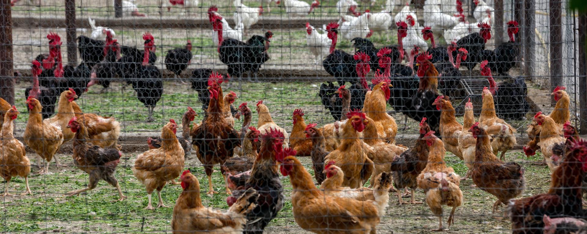 Megérkeztek az gazdákhoz az állatjóléti támogatások