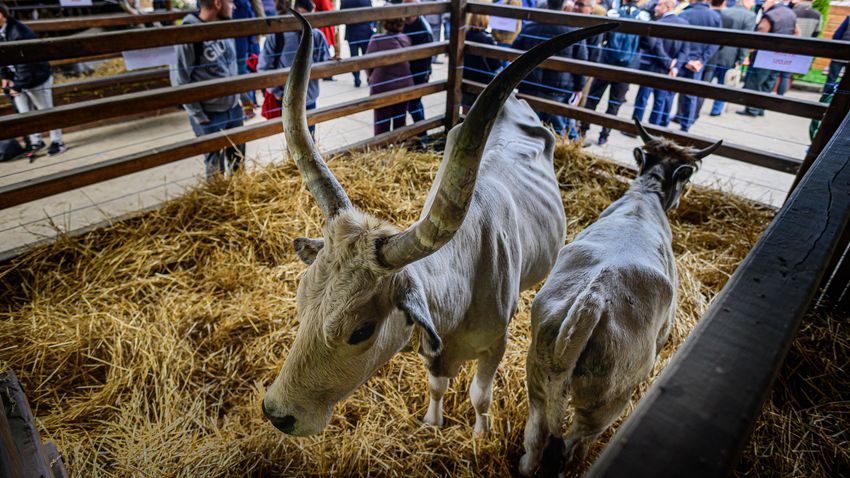 Holnap nyitja meg kapuit a XXX. Alföldi Állattenyésztési és Mezőgazda Napok Szakkiállítás és Vásár