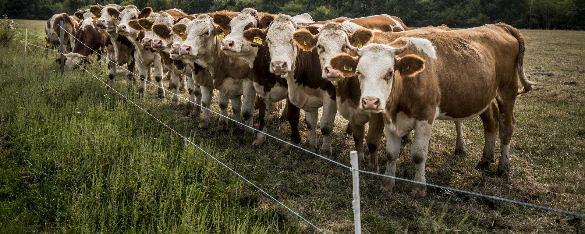 Információk a tejelő szarvasmarha, húsmarha- és juhtartók számára