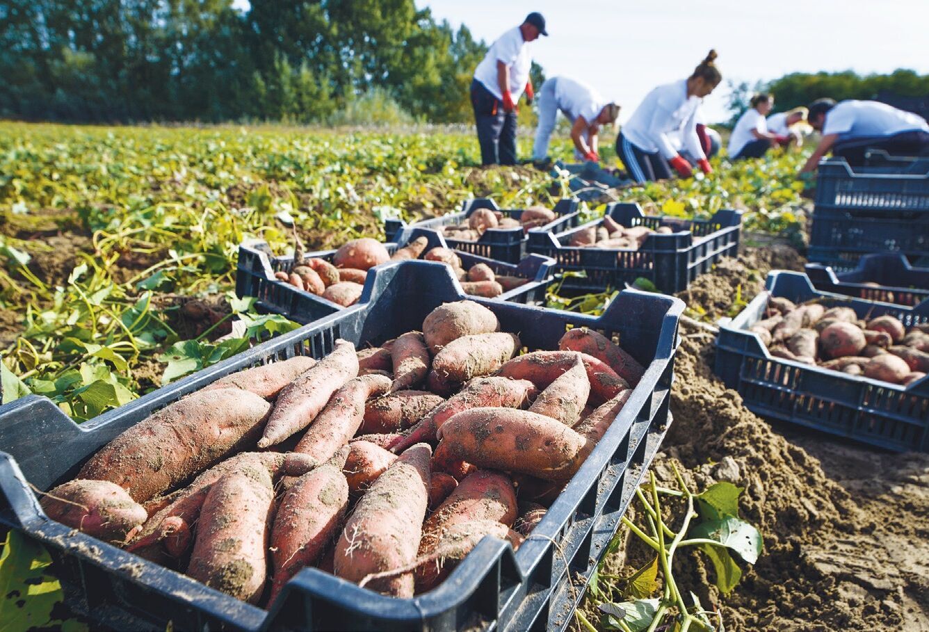 Élelemforrás embernek, állatnak: a batáta kisüzemi termesztésre is alkalmas