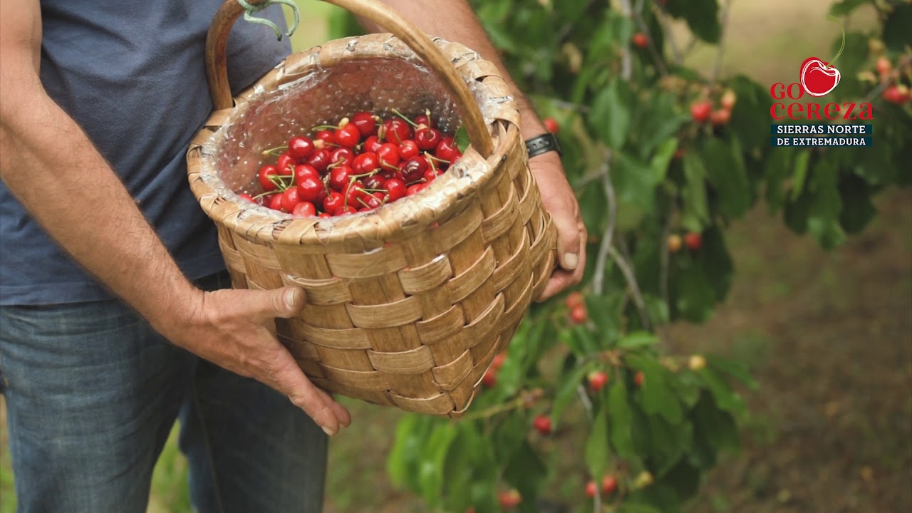 A Közös Agrárpolitika innovációinak szinergiái a spanyol cseresznyetermelők támogatásában