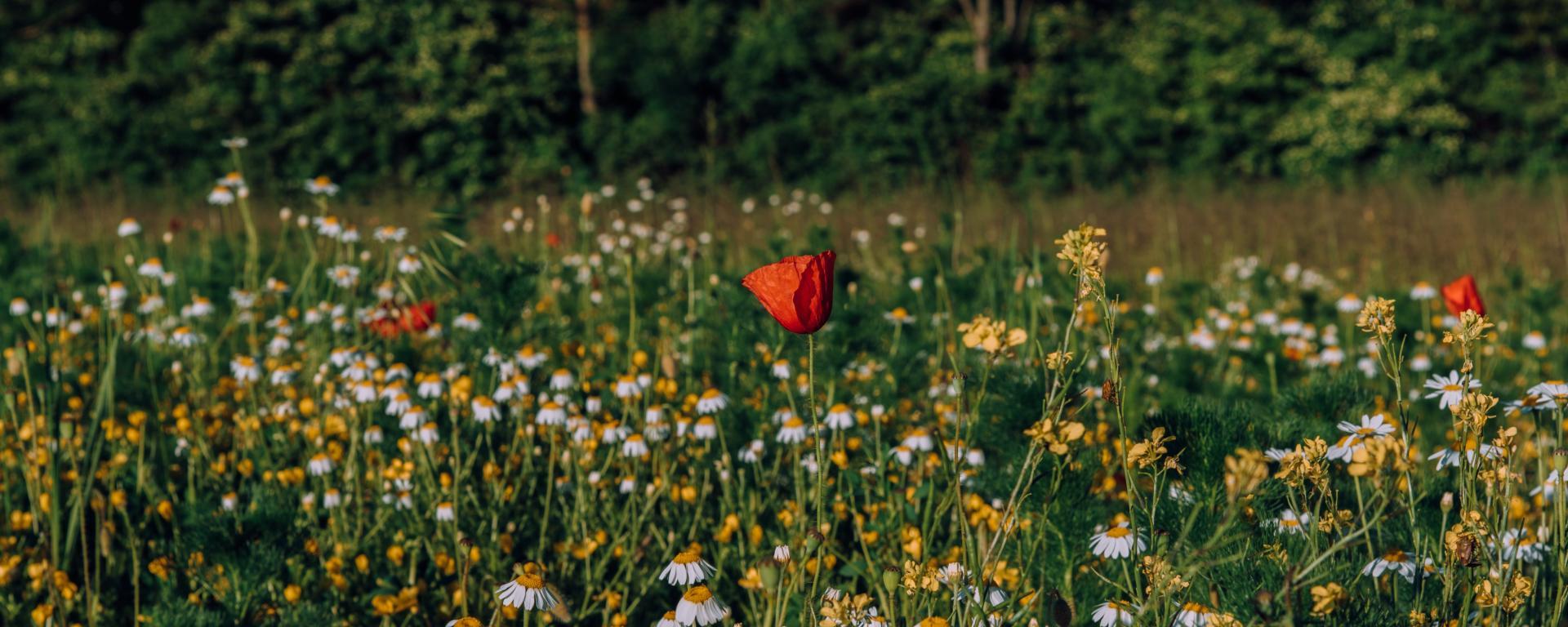 20 éves a GMO-k nemzetközi szabályozása