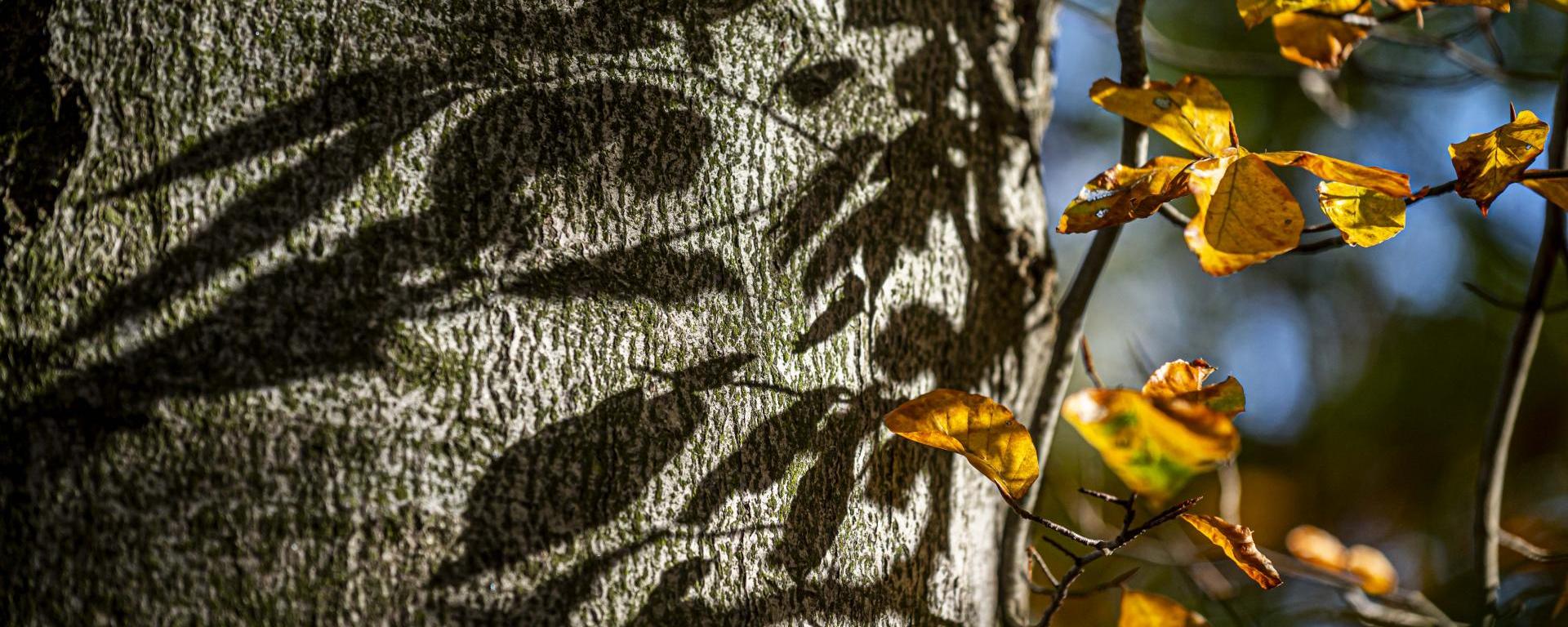 Megkezdődött az erdőterületek Natura 2000 támogatásának kifizetése