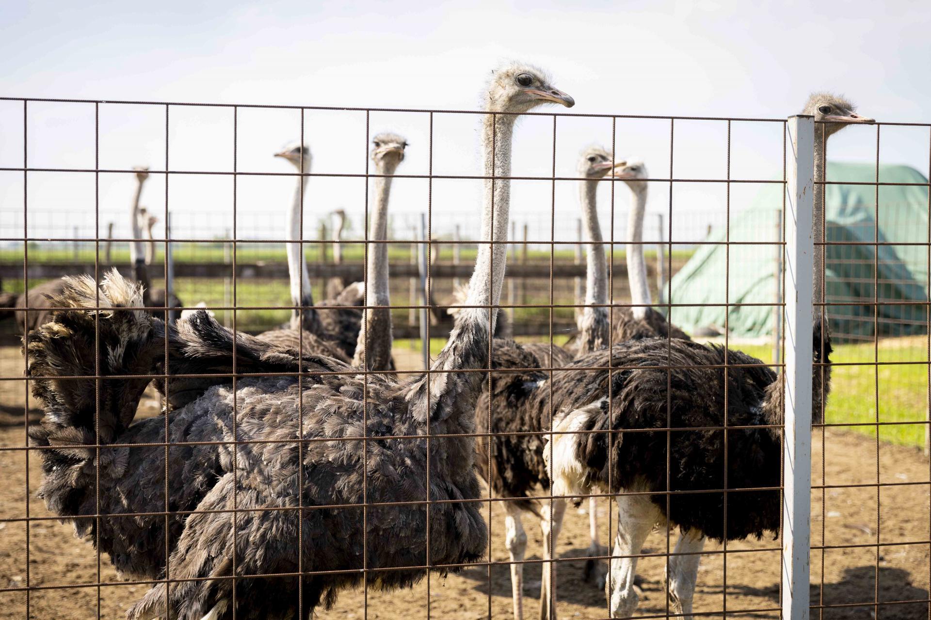 A strucc- és emutartók is pályázhatnak telepfejlesztő támogatásra