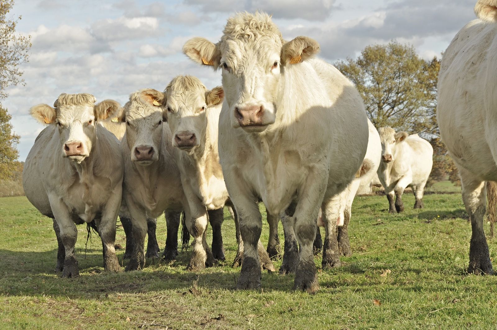 A charolais szarvasmarhák nyomában ma már a gyógynövényeké a terep