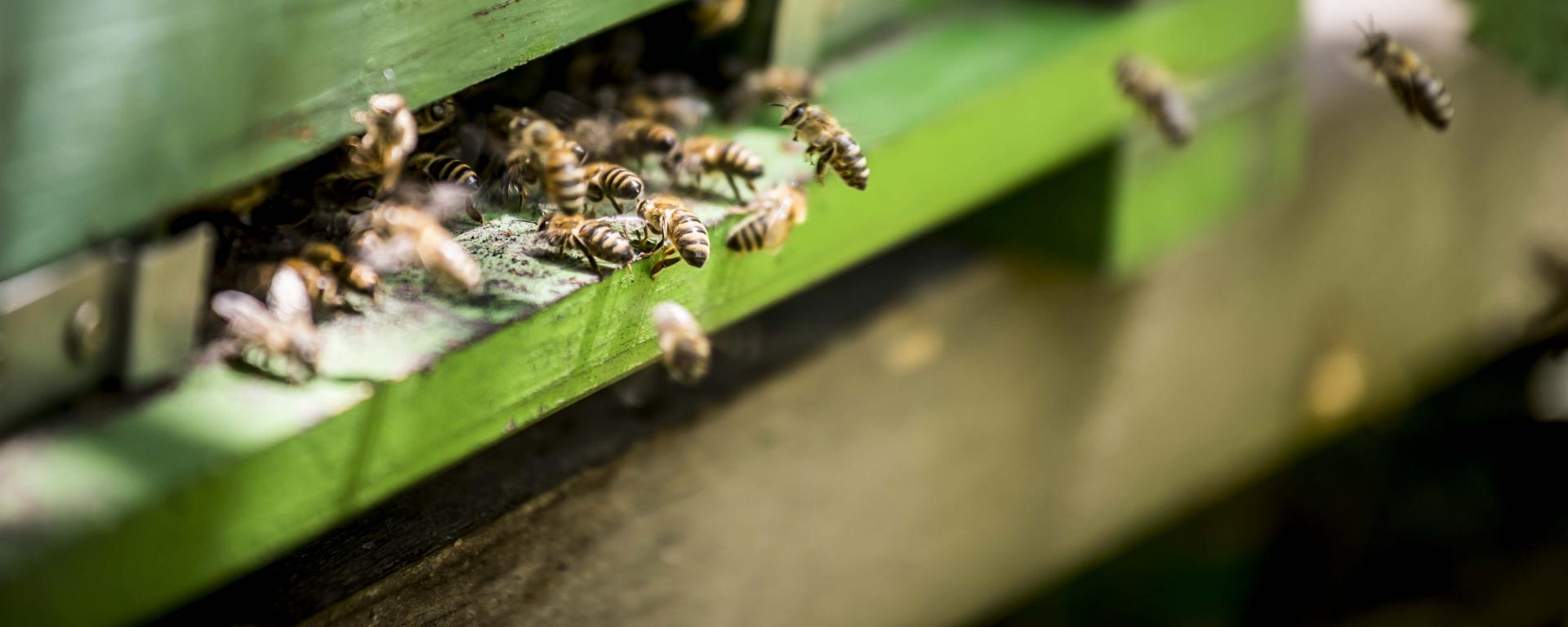 A méhészet az agrárium egyik legfontosabb ágazata