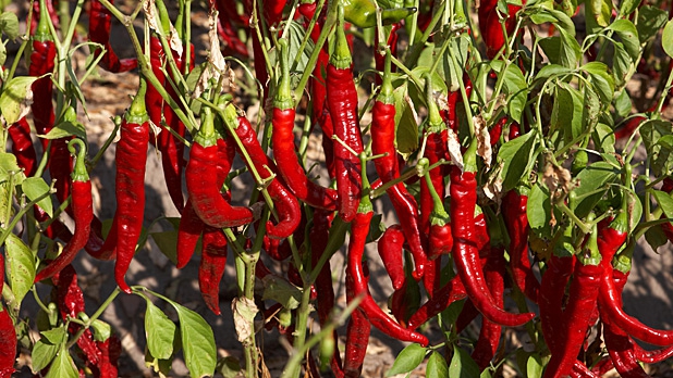 Fűszerpaprika-termelők, figyelem! Támogatás igényelhető