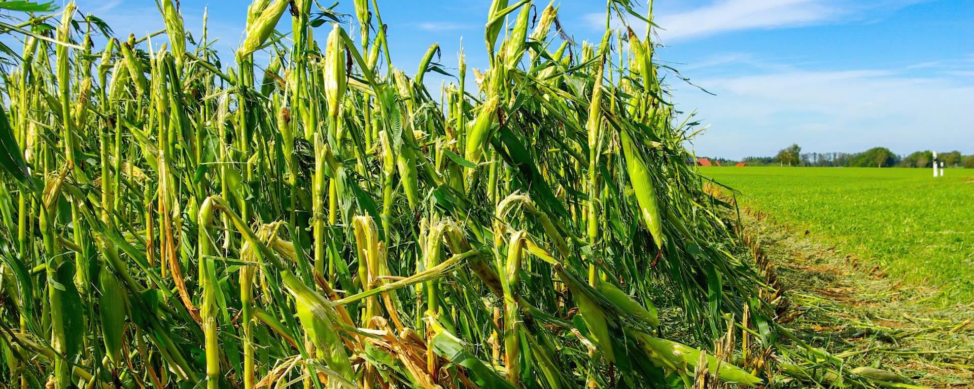 Feltöltött Agrárkár-enyhítési alap segíti a kár sújtotta termelőket