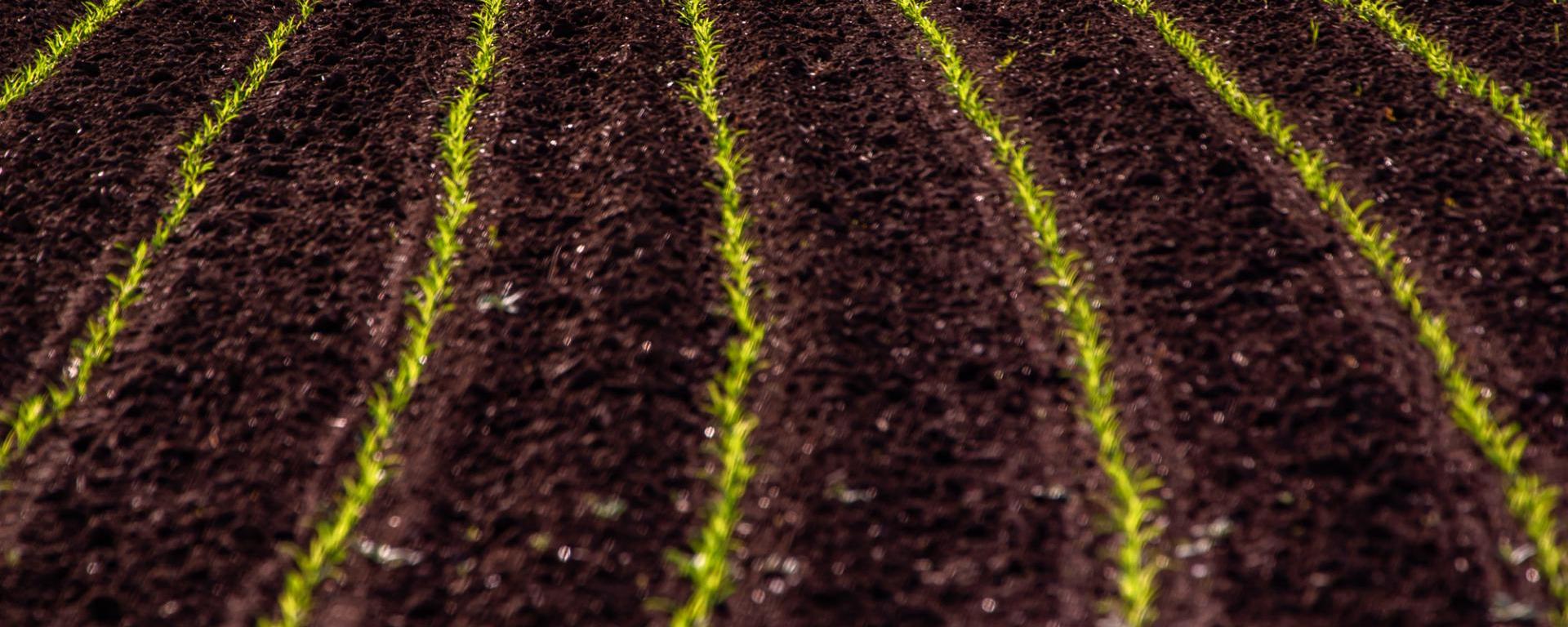 Frissültek a közvetlen támogatásokhoz kapcsolódó Gyakran Ismételt Kérdések az Agrárminisztérium tematikus honlapján