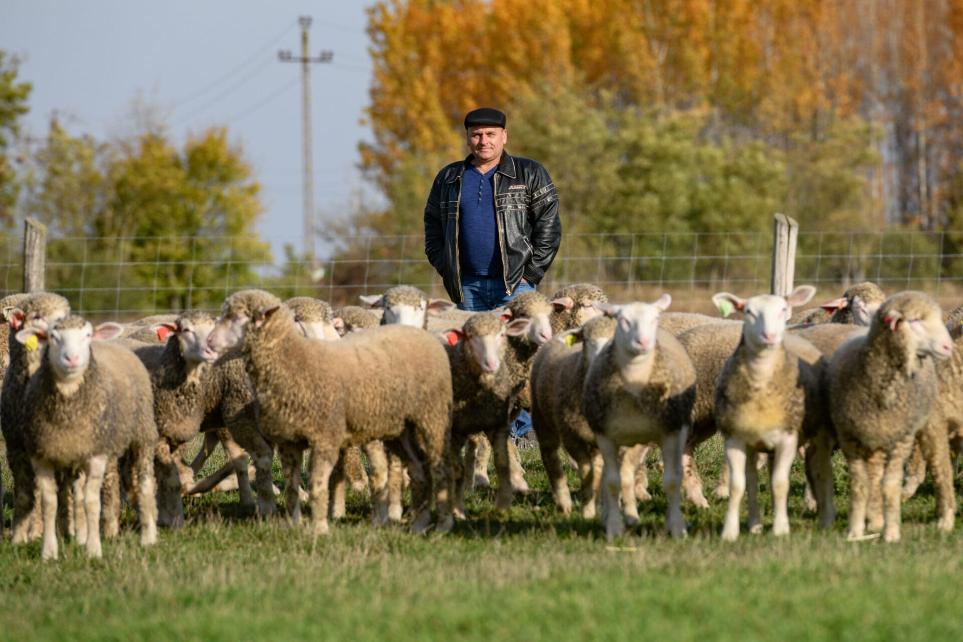 Juhágazat: cél az évi 1 millió bárány