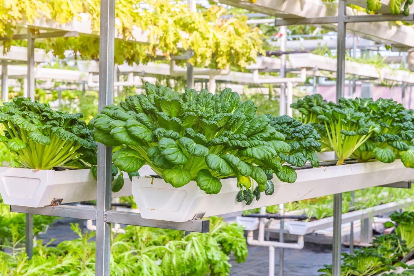 GreenTech 2024: mesterséges intelligencia a kertészetben