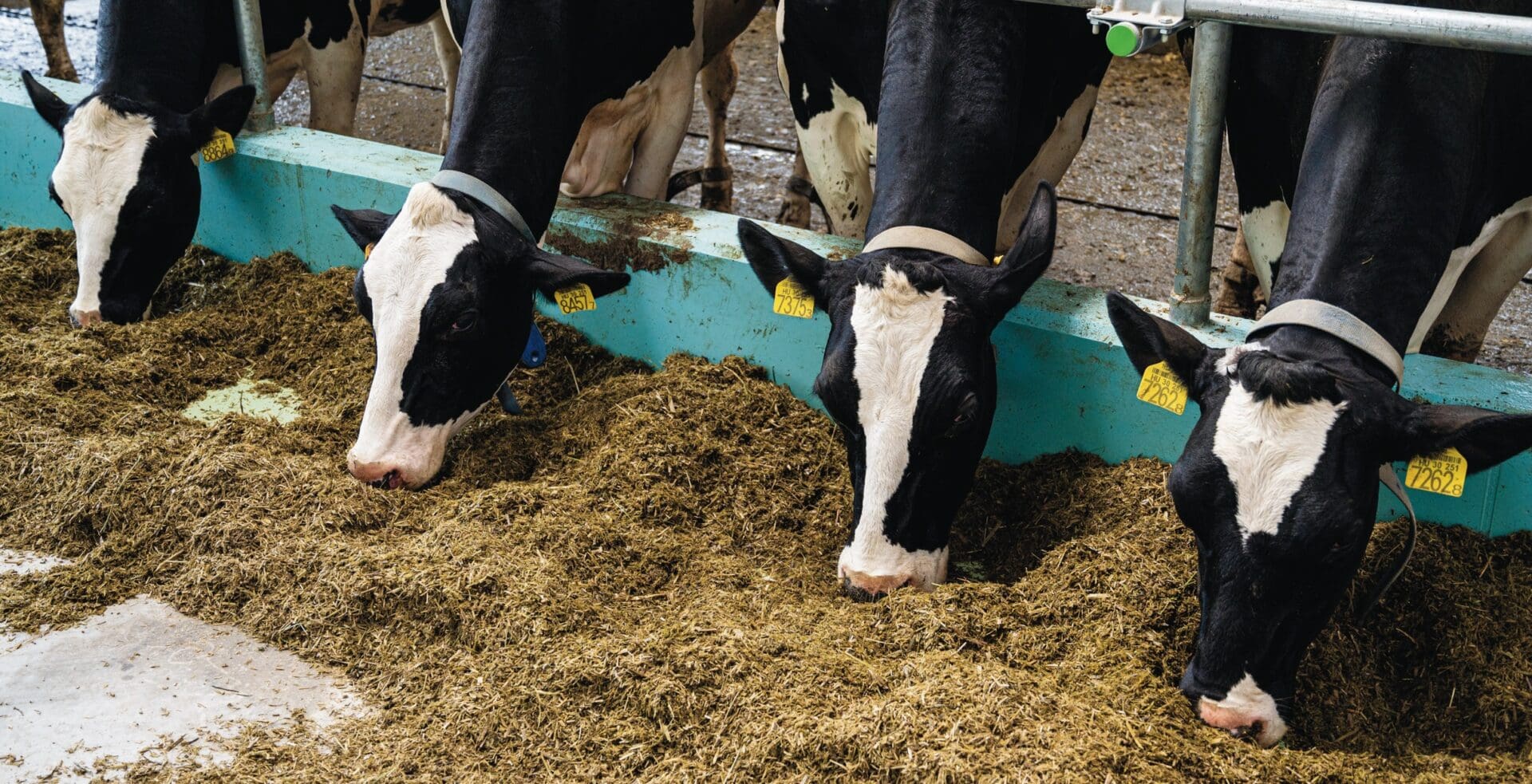 Hatékonyságnövelés genetikával a tehenészetben