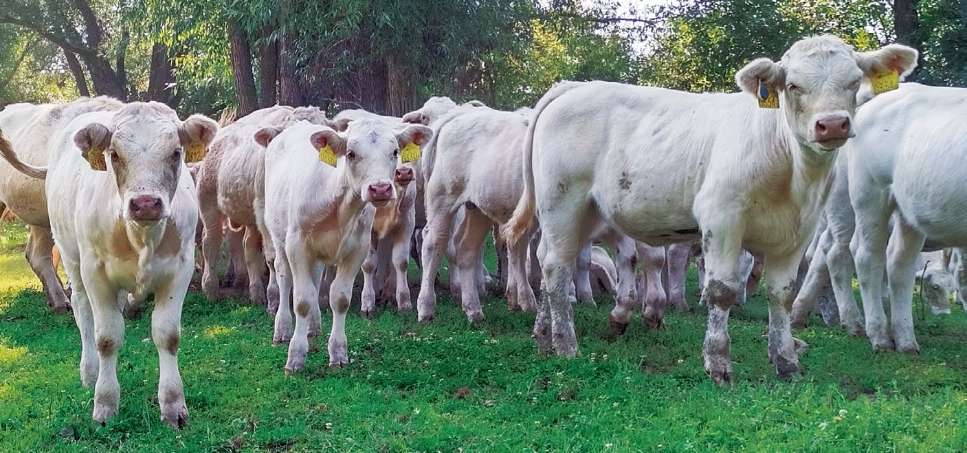 Szenzorokkal jobban nő a fű, és biztosan jóllakik a gulya