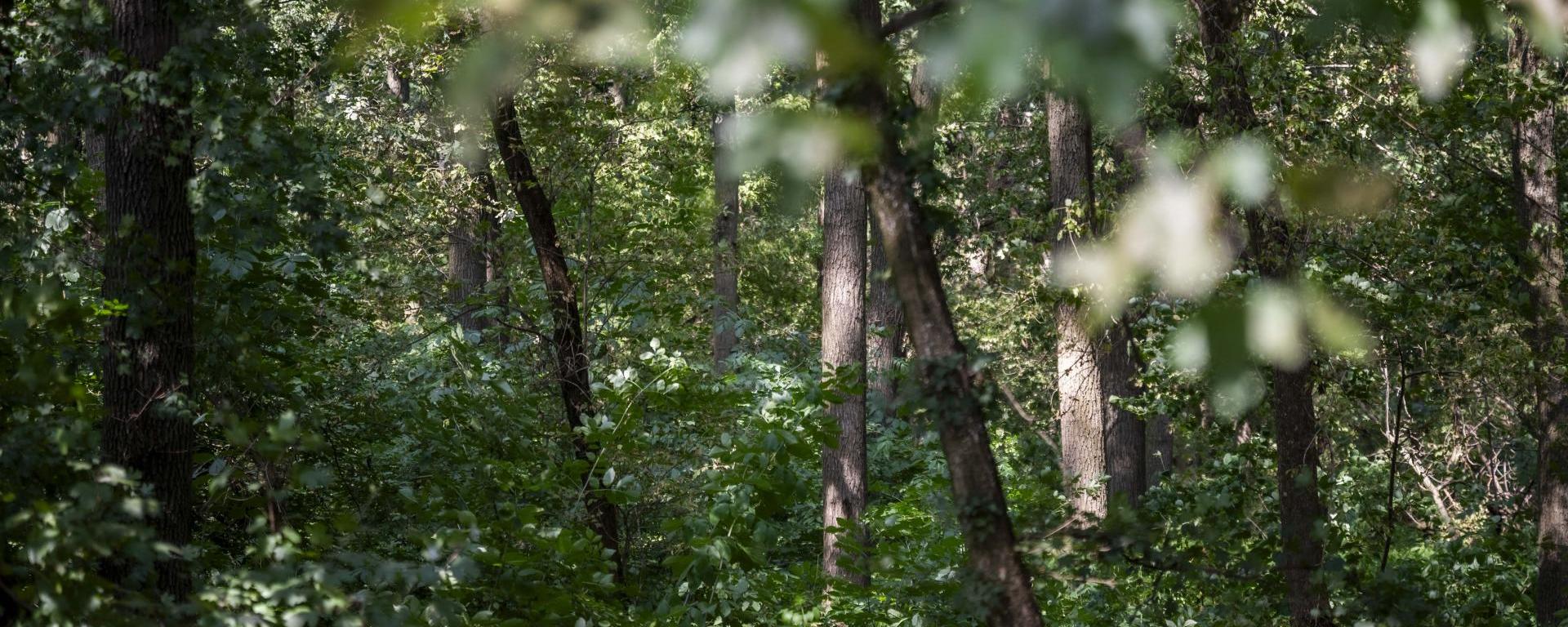 Meg kell óvnunk Európa legfontosabb zöldvagyonát, az erdőket